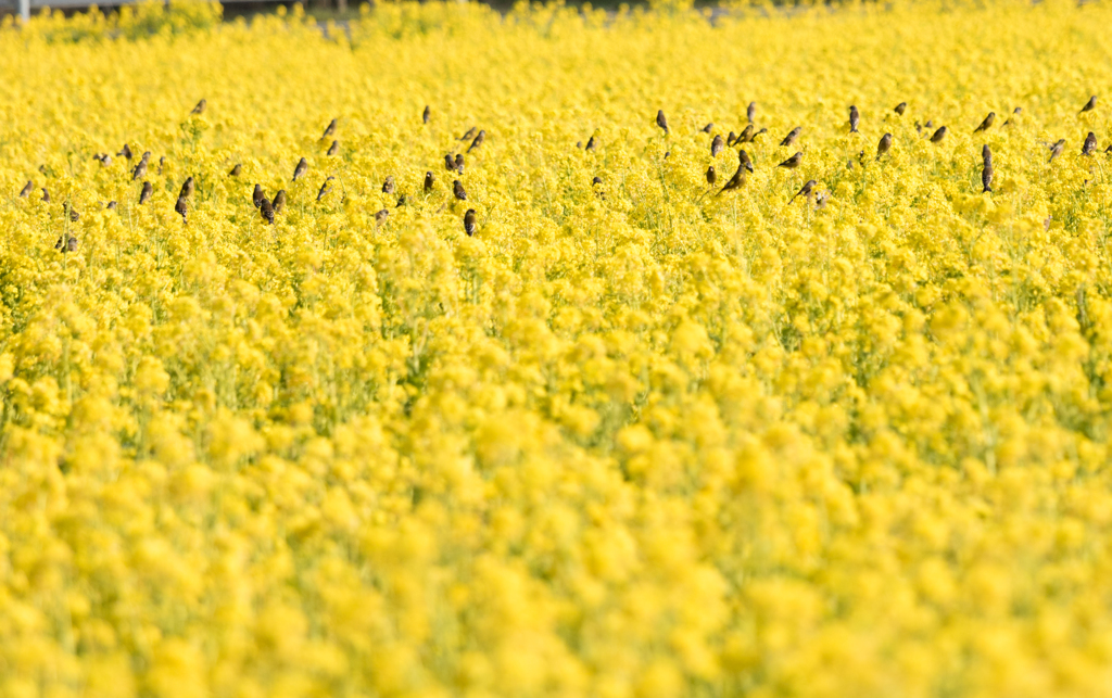 20150314)笠岡道の駅ベイファーム菜の花7