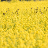 20150314)笠岡道の駅ベイファーム菜の花7