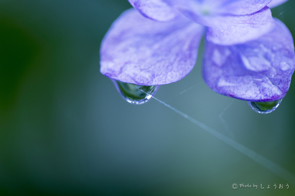 20160619)今年初の紫陽花_8