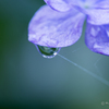 20160619)今年初の紫陽花_8