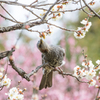 20150314)後楽園(初挑戦!!)9