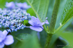 20160619)今年初の紫陽花_4