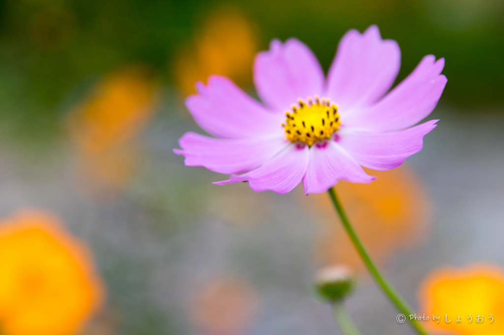 20150922)彼岸花(曼珠沙華)と秋桜_4