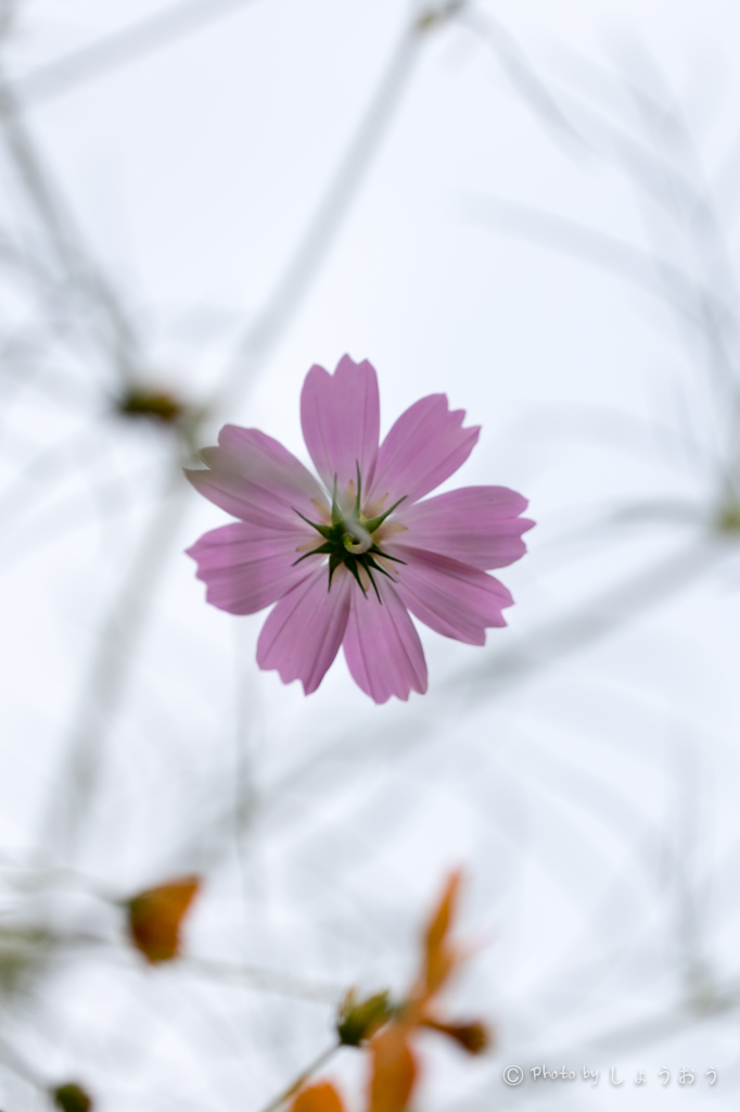 20150922)彼岸花(曼珠沙華)と秋桜_11