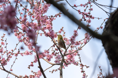 20150314)後楽園(初挑戦!!)4