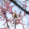 20150314)後楽園(初挑戦!!)4