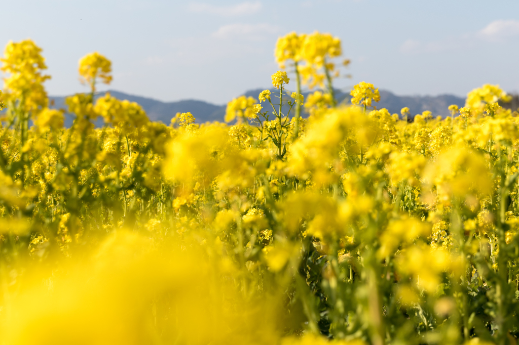 20150314)笠岡道の駅ベイファーム菜の花5