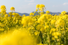 20150314)笠岡道の駅ベイファーム菜の花5