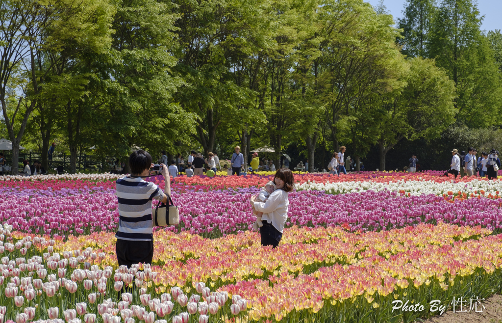 20180429)世羅高原農場と花夢の里にて-5