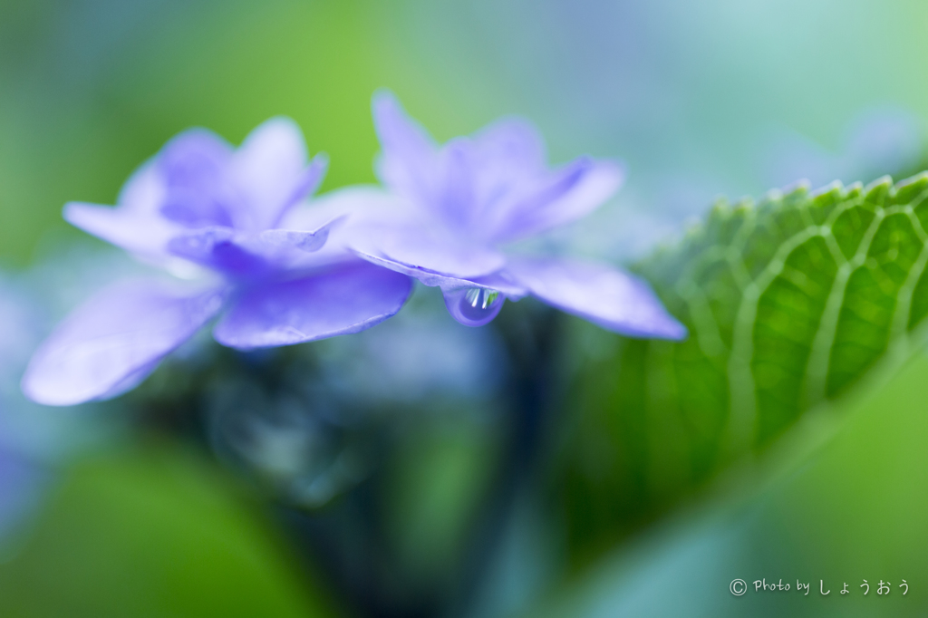 20160619)今年初の紫陽花_17