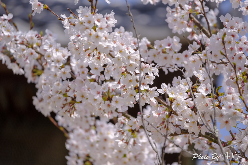 20180331)宮島In厳島神社にて-18