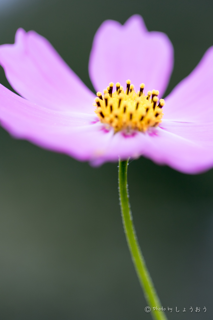 20150922)彼岸花(曼珠沙華)と秋桜_8