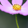 20150922)彼岸花(曼珠沙華)と秋桜_8