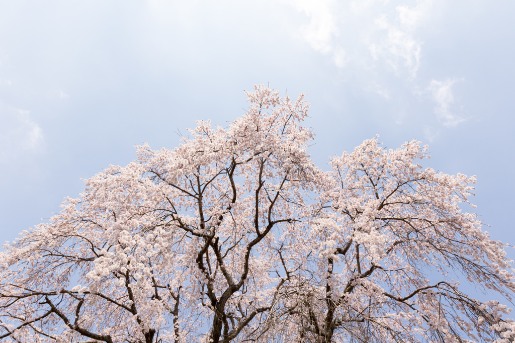 20150331)津山千光寺(枝垂れ桜)_7