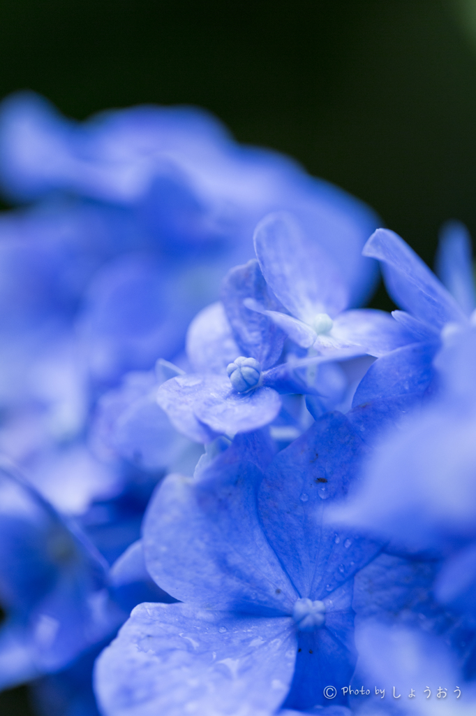 20160619)今年初の紫陽花_22