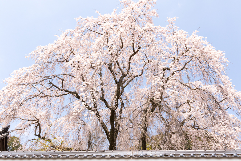 20150331)津山千光寺(枝垂れ桜)_6