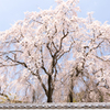 20150331)津山千光寺(枝垂れ桜)_6