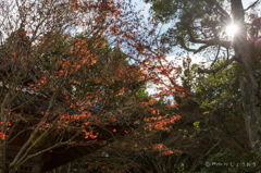 20151115)花の山寺「普門寺」散策(四季桜と紅葉)_4