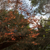 20151115)花の山寺「普門寺」散策(四季桜と紅葉)_4