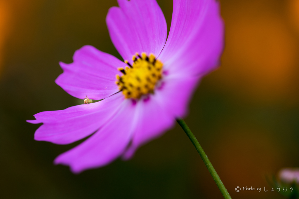 20150922)彼岸花(曼珠沙華)と秋桜_14