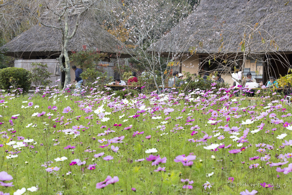 20161113)普門寺四季桜_8