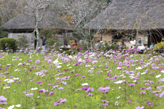 20161113)普門寺四季桜_8