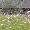 20161113)普門寺四季桜_8