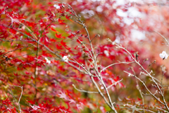 20161113)普門寺四季桜_4