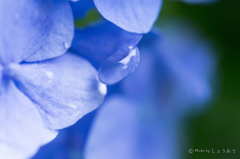 20160619)今年初の紫陽花_24