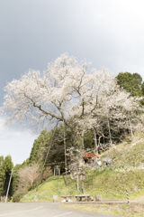 20170415)岩井畝の大桜