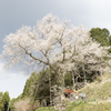 20170415)岩井畝の大桜