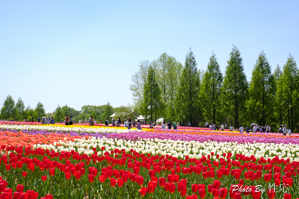 20180429)世羅高原農場と花夢の里にて-4