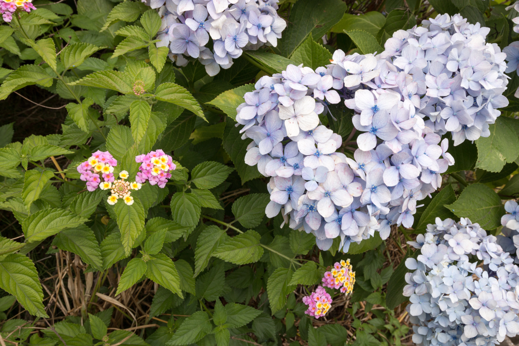 20140621)近所の紫陽花_50