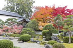 20161113)普門寺四季桜_18