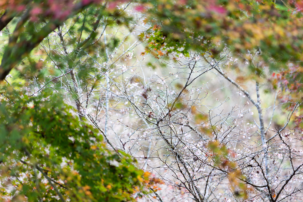 20151115)花の山寺「普門寺」散策(四季桜と紅葉)_9