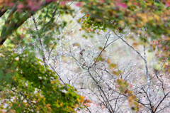 20151115)花の山寺「普門寺」散策(四季桜と紅葉)_9