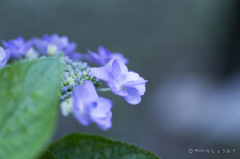 20160619)今年初の紫陽花_12