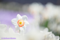 花うた