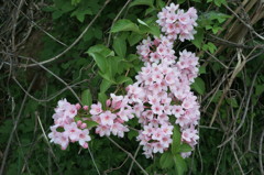 山桜