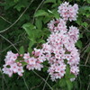 山桜