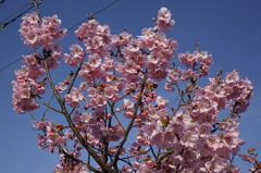 八重桜