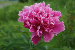 野生花