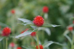 庭の花