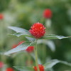 庭の花