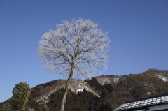 霧氷２