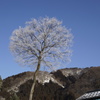 霧氷２