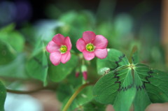 庭の花
