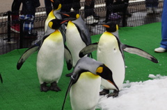 ペンギンの散歩