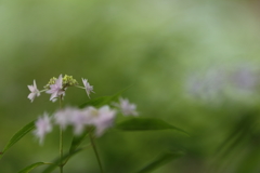 紫陽花5