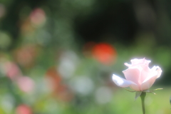 薔薇